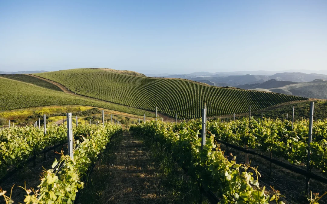 Exploring Excellence: Lady of Guadalupe Vineyard